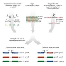 A Crispr Resource For Individual Combinatorial Or Multiplexed Gene Knockout Sciencedirect