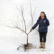 Brighterblooms.com has been visited by 10k+ users in the past month Fan Trained Fruit Trees For Sale