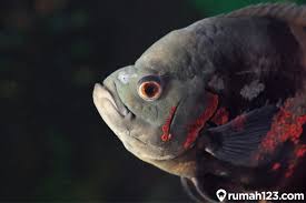 Nonaternak akan menyajikan daftar harga. Mengenal 11 Jenis Ikan Oscar Ikan Predator Yang Bisa Dipelihara Di Rumah Rumah123 Com