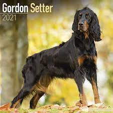The more often you brush him, the less hair you will find on your floor, furniture, and clothing. Gordon Setter Kalender 2021 Kaufen Fotos Von Gordon Setter Kalenderwinkel Nl