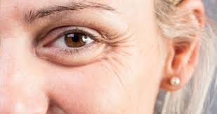 Image result for Blepharis transvaalensis