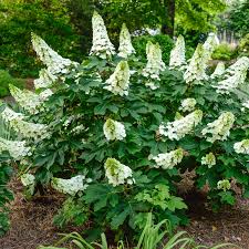 Oakleaf hydrangeas are beautiful and popular shrub for many gardens. Ruby Slippers Dwarf Oakleaf Hydrangea At Spring Hill Nurseries