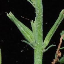 Image result for Chascanum adenostachyum