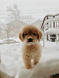 10 Adorable Puppies Playing In Their First Snow Pictures Dogtime Cute Baby Dogs Cute Puppies Cute Dogs