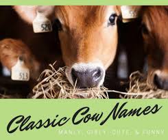 Black And White Cow Name 75 Classic Cow Names Cow Names Show Cows Cute Animal Names