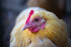 We did not find results for: Everything About The Buff Orpington Chicken Mranimal Farm