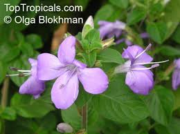 Image result for Barleria obtusa