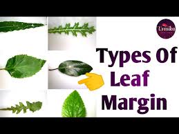 Image result for leaf margin entire
