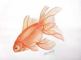 4.4 out of 5 stars 88. Gold Fish Color Pencil Art Color Pencil Sketch Fish Drawings