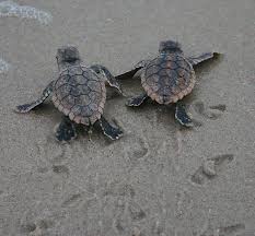 Wildlife Wednesday Baby Sea Turtles Hatch From Anna Elsa S Nests At Disney S Vero Beach Resort Disney Parks Blog