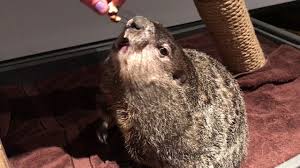 A lot of individuals admittedly had a hard t. When Is Groundhog Day All About Groundhog Day 2022
