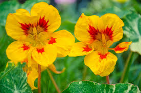Not sure of the date in your area? The Procrastinator S Guide To Quick Germinating Seeds For Blooming Beds By Summer In 2021 Nasturtium Fast Growing Flowers Plants That Repel Bugs