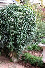 Image result for Clematis dolichopoda