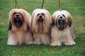 And to act as a guide for judges. 13 Famous Long Haired Dog Breeds Around The World