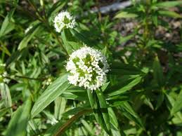 Image result for Spermacoce ruelliae