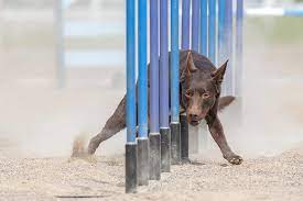 Maybe you would like to learn more about one of these? Australian Kelpie Dog Breed Information American Kennel Club