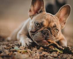 My Baby The Cutest French Bulldog Ever 3 In 2020 French Bulldog Mix English Bulldog Puppies French Bulldog