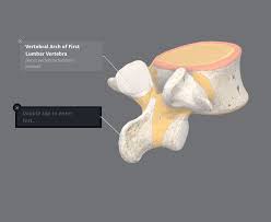 The pointy bone on top of the muzzle of the horse and the triangular shape of the head and the gap between front and rear teeth. Labels Complete Anatomy