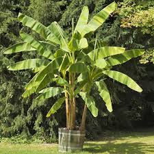 Japanische Faserbanane Tropenflair Fur Den Garten Bananenpflanze Bananenbaum Bananenstaude