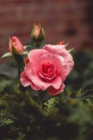 Maybe you would like to learn more about one of these? Rose Wallpapers Free Hd Download 500 Hq Unsplash