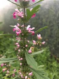 Image result for Leonurus japonicus