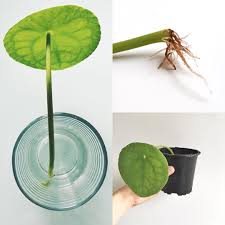 We did not find results for: Sproutandharvest On Instagram It Had To Happen Sooner Or Later Today I Finally Put My Rooted Pilea Leaf I Plants House Plant Care Potted Plants Patio Ideas