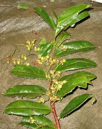 Image result for Aphloia theiformis