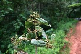 Image result for Kotschya capitulifera
