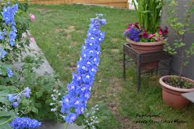 Image result for Physotrichia atropurpurea