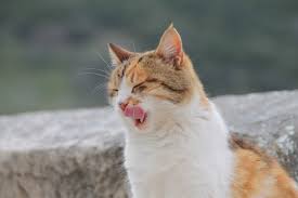 Stephen cockroft was stung 42 times after accidentally disturbing a wasps' nest in his back garden. Why Is My Cat Itching So Much Canna Pet