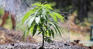 Patricia hewitson entdeckte hanf in ihrem garten. Neun Tipps Fur Den Outdoor Cannabisanbau Sensi Seeds Sensi Seeds