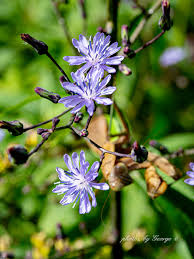 Image result for Lactuca ugandensis