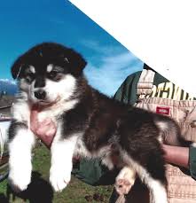 Buy, sell and adopt alaskan malamute dogs and puppies near you. Wakon Giant Alaskan Malamutes Authentic Wakon Malamutes