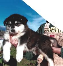We did not find results for: Wakon Giant Alaskan Malamutes Authentic Wakon Malamutes