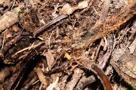 Image result for Cheilanthes quadripinnata