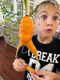 Carrots grow in abandoned growbox after 4yo plants seeds