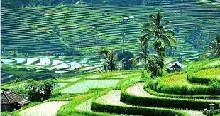  Pemandangan Sawah Terindah Pemandangan Sawah Terindah Sawahhttp Pemandanganoce Blogspot Com 2017 08 Pemandangan Sawah Pemandangan Taman Indah Alam Yang Indah