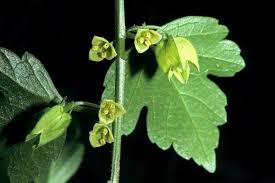 Image result for Achariaceae
