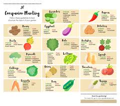 For example, one plant may attract an insect that might a companion plant may need less of one specific nutrient while its neighbor desperately needs it to thrive. Companion Planting Guide Gardenstead