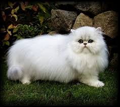 Cara Merawat Kucing Persia Kucing Persia Kucing Kucing Tabby