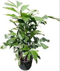 Image result for Caryota urens