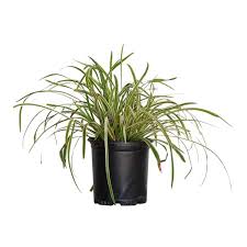 Image result for Lily Turf