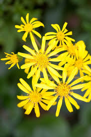 Perfect for low ph acidic soils. 15 Best Shade Perennials Shade Loving Perennial Flowers And Plants