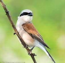 red backed shrike red backed shrike pticy zhivotnye risunki