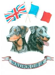 Saint bernard puppies for sale girls. Beauceron Club Uk Home Facebook