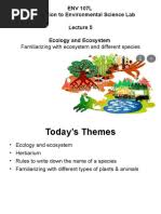 Image result for Allophylus pseudopaniculatus