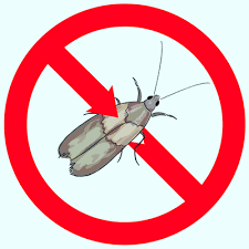 Where do pantry moths live? Pantry Moth Extermination How To Identify And Eliminate Them Apolloxapollox