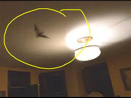Where do bats hide in a house. What To Do When A Bat Gets Into Your House Youtube