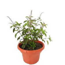 Image result for Ocimum natalense