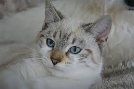 Typically cats have green, yellow, or blue eyes in a variety of shades. Hd Wallpaper Closeup Photo Of White And Gray Cat Kitten Cat Eyes Blue Eyes Wallpaper Flare